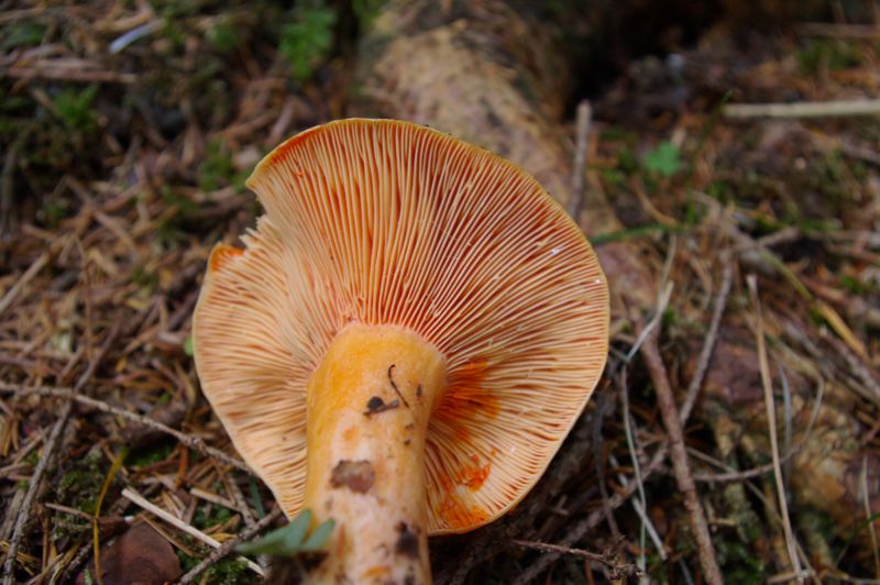 Lactarius salmonicolor